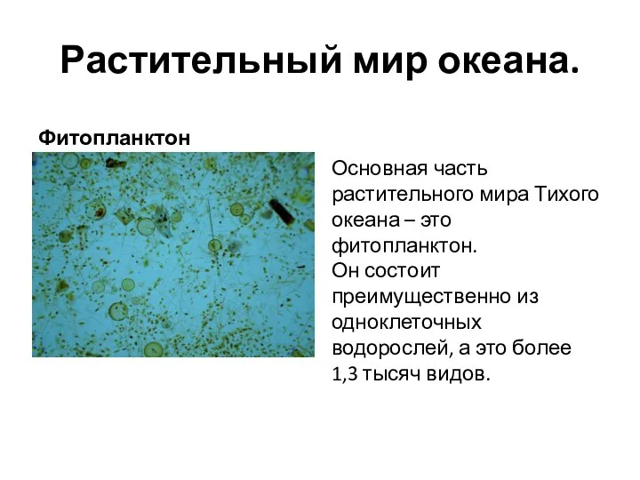 Растительный мир океана. Фитопланктон Основная часть растительного мира Тихого океана – это