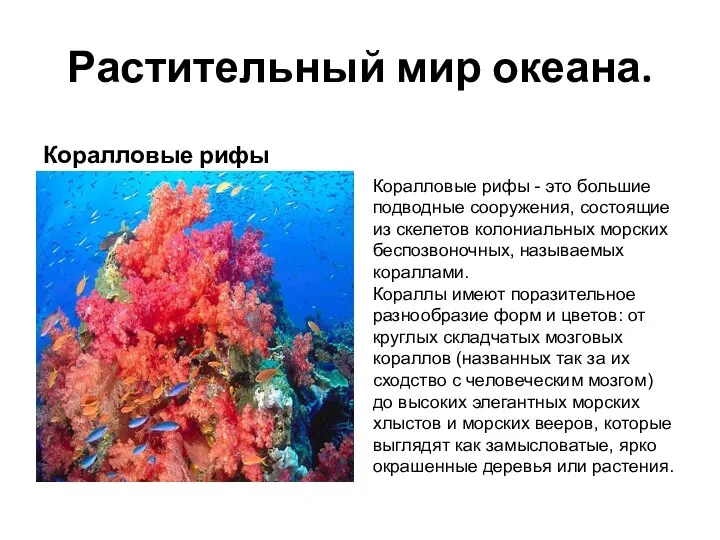 Растительный мир океана. Коралловые рифы Коралловые рифы - это большие подводные сооружения,