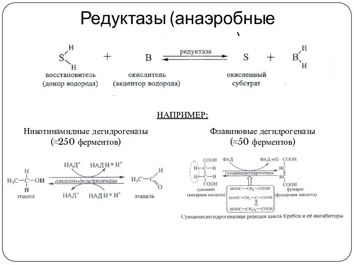 Редуктазы (анаэробные дегидрогеназы) Никотинамидные дегидрогеназы (≈250 ферментов) Флавиновые дегидрогеназы (≈50 ферментов) НАПРИМЕР: