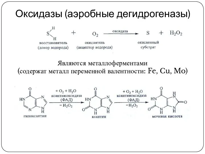 Оксидазы (аэробные дегидрогеназы) Являются металлоферментами (содержат металл переменной валентности: Fe, Cu, Mo)