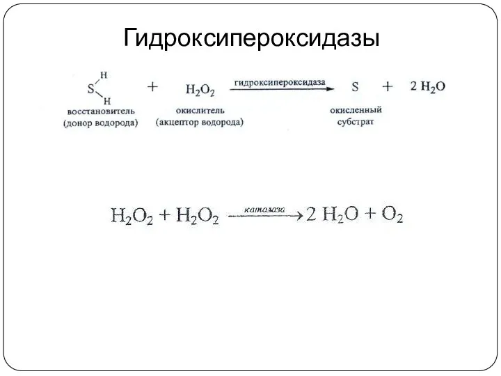 Гидроксипероксидазы