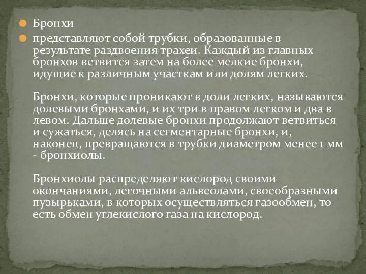 Бронхи представляют собой трубки, образованные в результате раздвоения трахеи. Каждый из главных