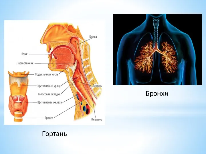 Гортань Бронхи