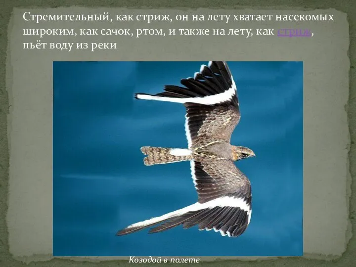 Стремительный, как стриж, он на лету хватает насекомых широким, как сачок, ртом,