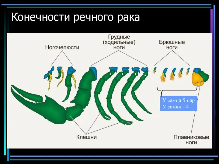 Конечности речного рака У самца 5 пар У самки - 4