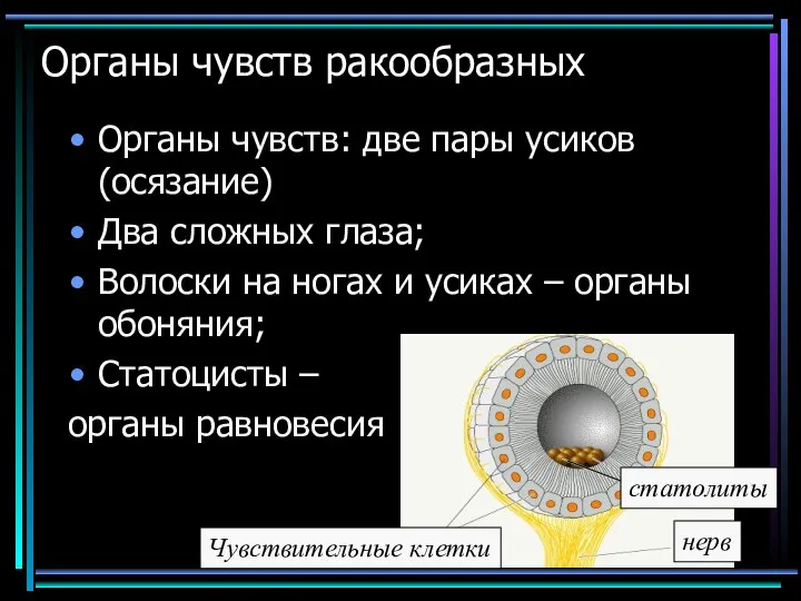 Органы чувств ракообразных Органы чувств: две пары усиков (осязание) Два сложных глаза;