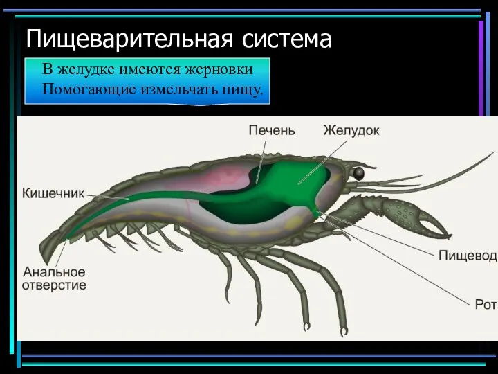 Пищеварительная система В желудке имеются жерновки Помогающие измельчать пищу.