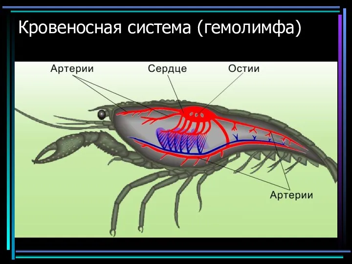 Кровеносная система (гемолимфа)