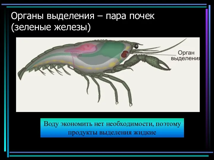 Органы выделения – пара почек (зеленые железы) Воду экономить нет необходимости, поэтому продукты выделения жидкие