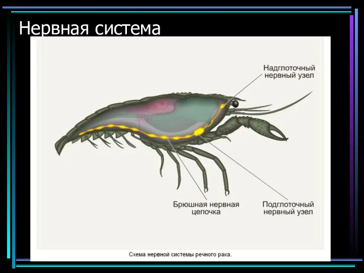 Нервная система