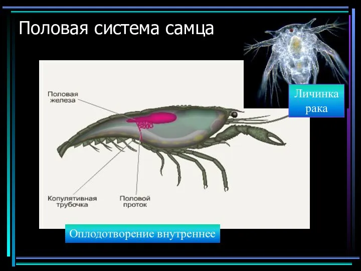 Половая система самца Оплодотворение внутреннее Личинка рака