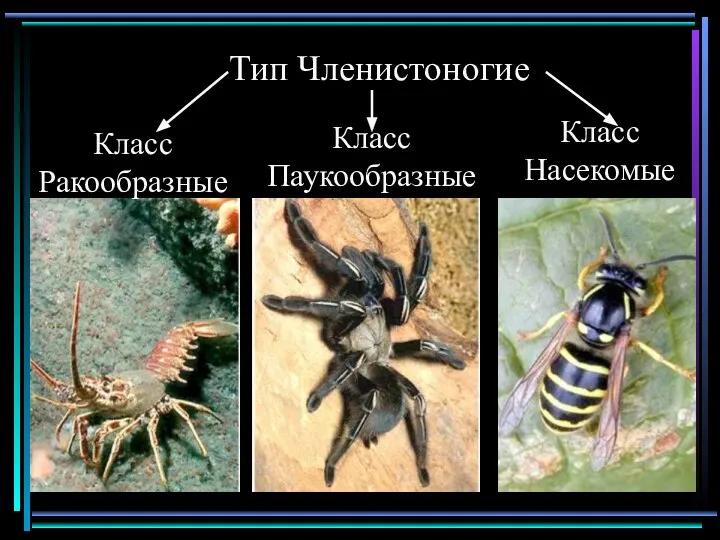 Тип Членистоногие Класс Ракообразные Класс Паукообразные Класс Насекомые