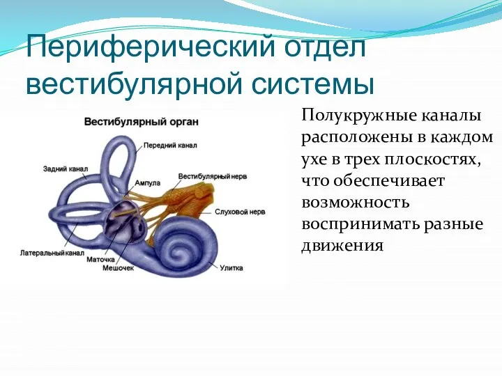 Периферический отдел вестибулярной системы Полукружные каналы расположены в каждом ухе в трех
