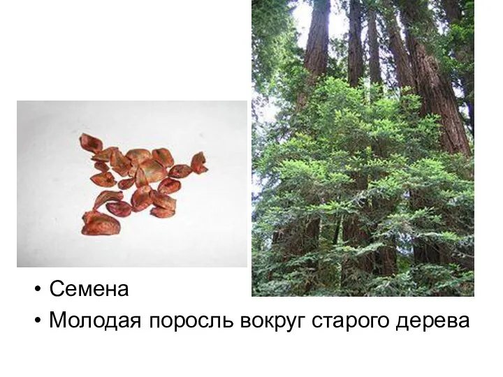 Семена Молодая поросль вокруг старого дерева