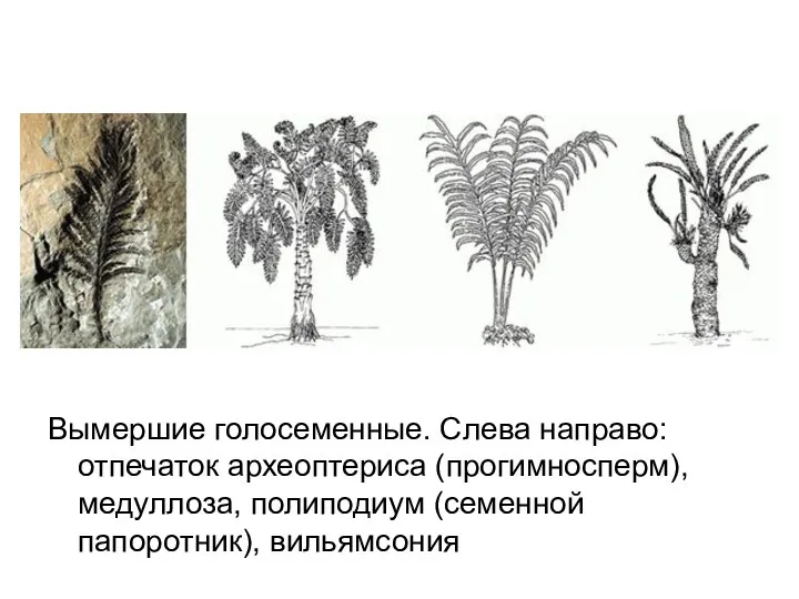 Вымершие голосеменные. Слева направо: отпечаток археоптериса (прогимносперм), медуллоза, полиподиум (семенной папоротник), вильямсония