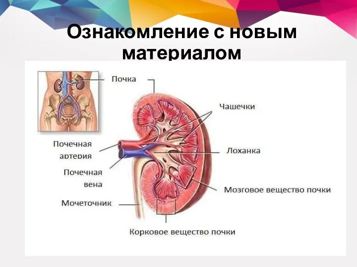 Ознакомление с новым материалом