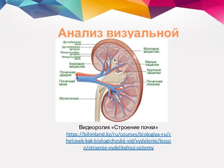 Анализ визуальной информации Видеоролик «Строение почки» https://bilimland.kz/ru/courses/biologiya-ru/chelovek-kak-biologicheskij-vid/vydelenie/lesson/stroenie-vydelitelnoj-sistemy