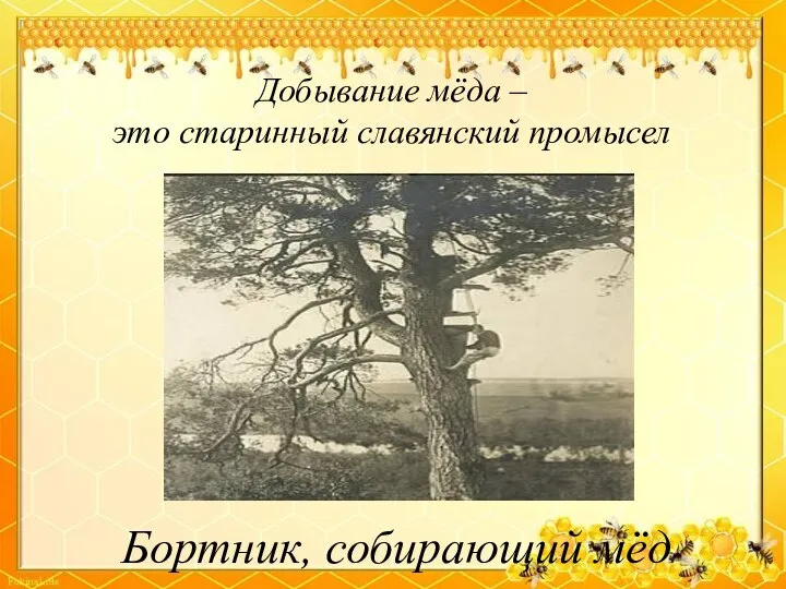 Добывание мёда – это старинный славянский промысел Бортник, собирающий мёд