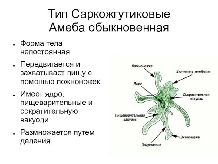 Тип Саркожгутиковые Амеба обыкновенная Форма тела непостоянная Передвигается и захватывает пищу с