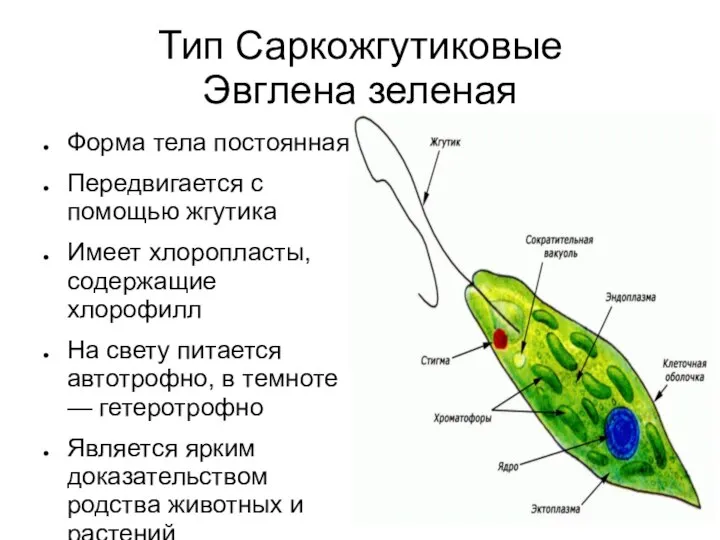 Тип Саркожгутиковые Эвглена зеленая Форма тела постоянная Передвигается с помощью жгутика Имеет