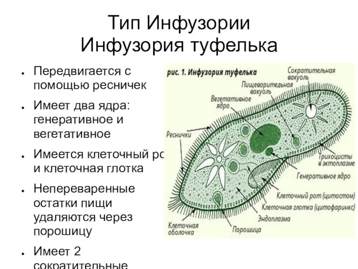 Тип Инфузории Инфузория туфелька Передвигается с помощью ресничек Имеет два ядра: генеративное