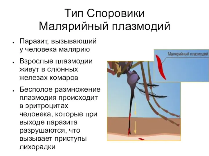 Тип Споровики Малярийный плазмодий Паразит, вызывающий у человека малярию Взрослые плазмодии живут