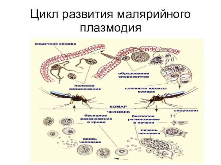 Цикл развития малярийного плазмодия