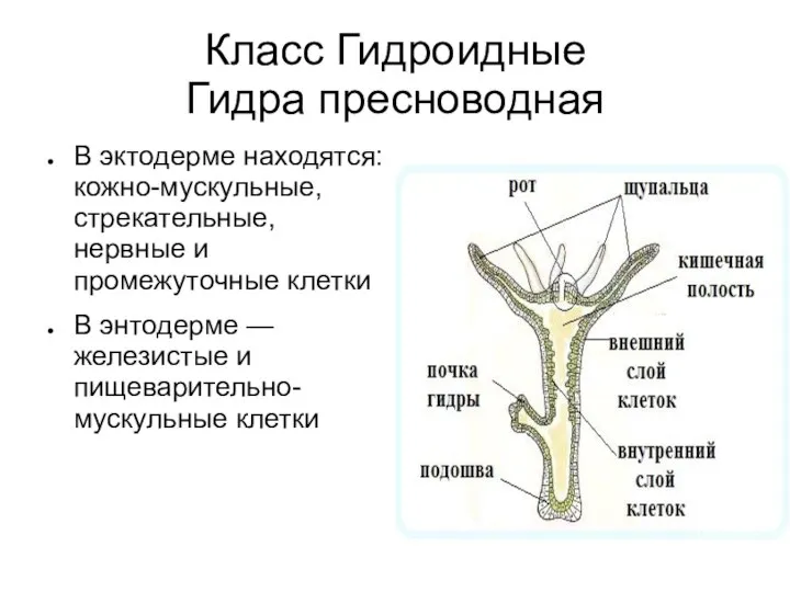 Класс Гидроидные Гидра пресноводная В эктодерме находятся: кожно-мускульные, стрекательные, нервные и промежуточные