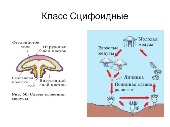 Класс Сцифоидные