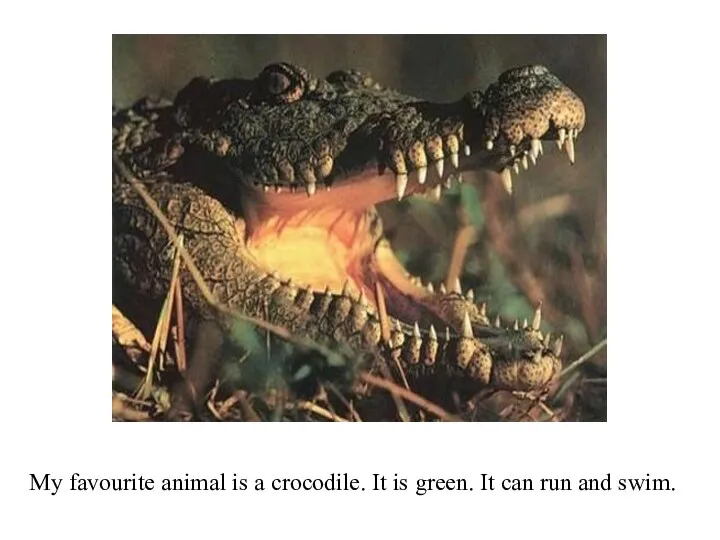 My favourite animal is a crocodile. It is green. It can run and swim.