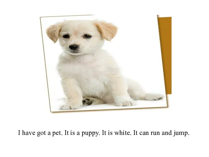 I have got a pet. It is a puppy. It is white.