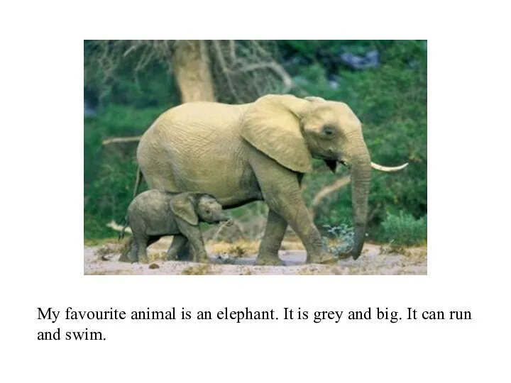 My favourite animal is an elephant. It is grey and big. It can run and swim.