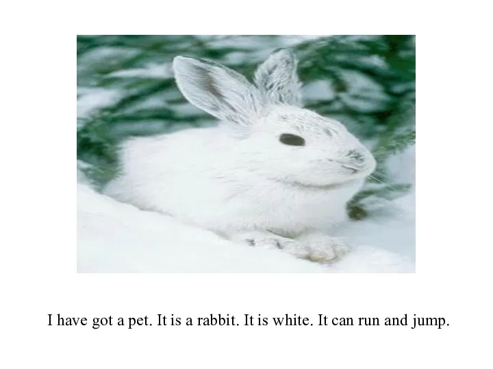 I have got a pet. It is a rabbit. It is white.
