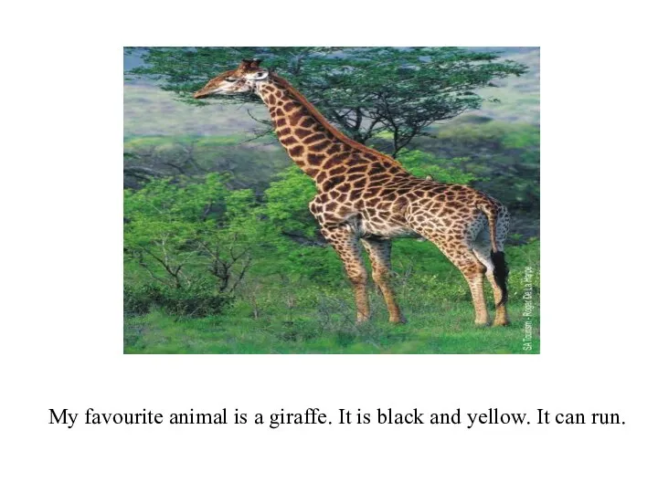 My favourite animal is a giraffe. It is black and yellow. It can run.