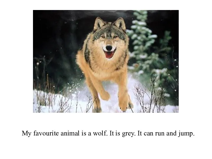 My favourite animal is a wolf. It is grey. It can run and jump.