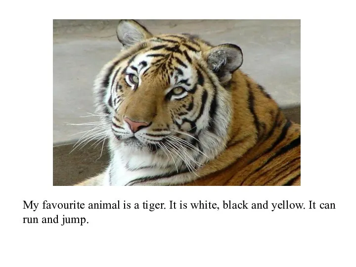 My favourite animal is a tiger. It is white, black and yellow.