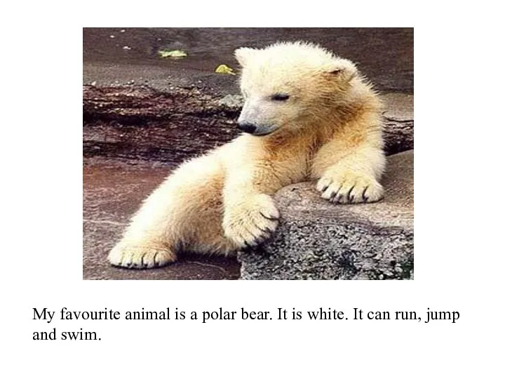 My favourite animal is a polar bear. It is white. It can run, jump and swim.