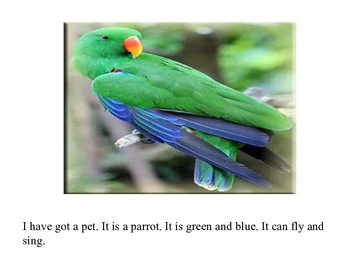 I have got a pet. It is a parrot. It is green