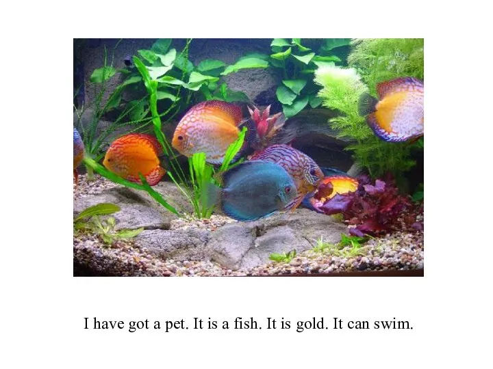 I have got a pet. It is a fish. It is gold. It can swim.