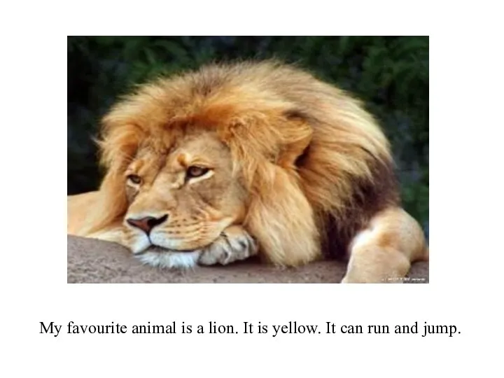 My favourite animal is a lion. It is yellow. It can run and jump.