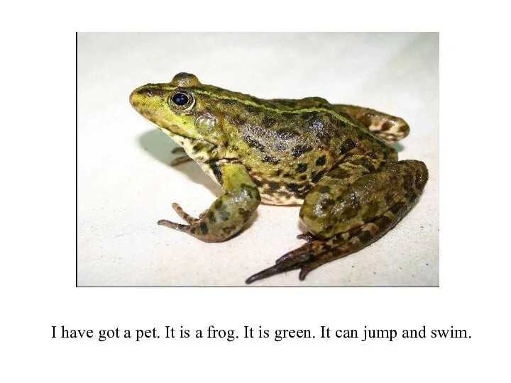 I have got a pet. It is a frog. It is green.