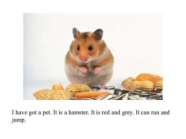 I have got a pet. It is a hamster. It is red
