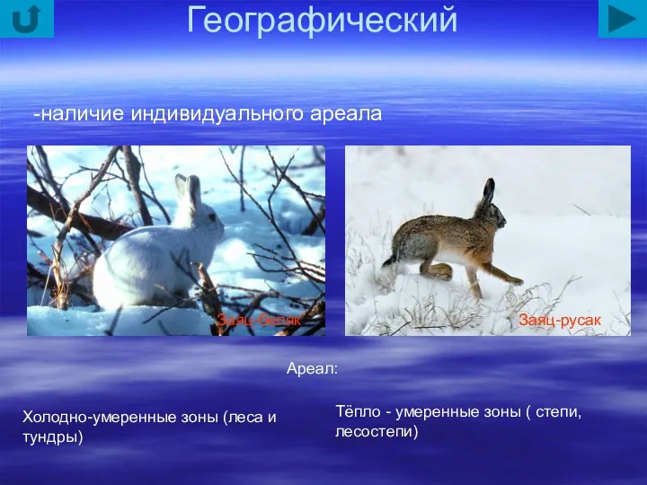 Географический -наличие индивидуального ареала Ареал: Холодно-умеренные зоны (леса и тундры) Тёпло -