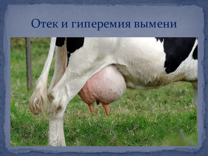 Отек и гиперемия вымени