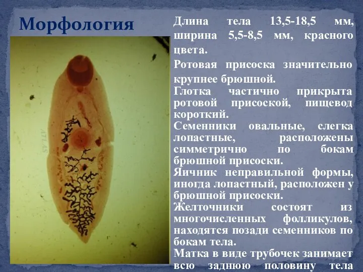 Морфология Длина тела 13,5-18,5 мм, ширина 5,5-8,5 мм, красного цвета. Ротовая присоска