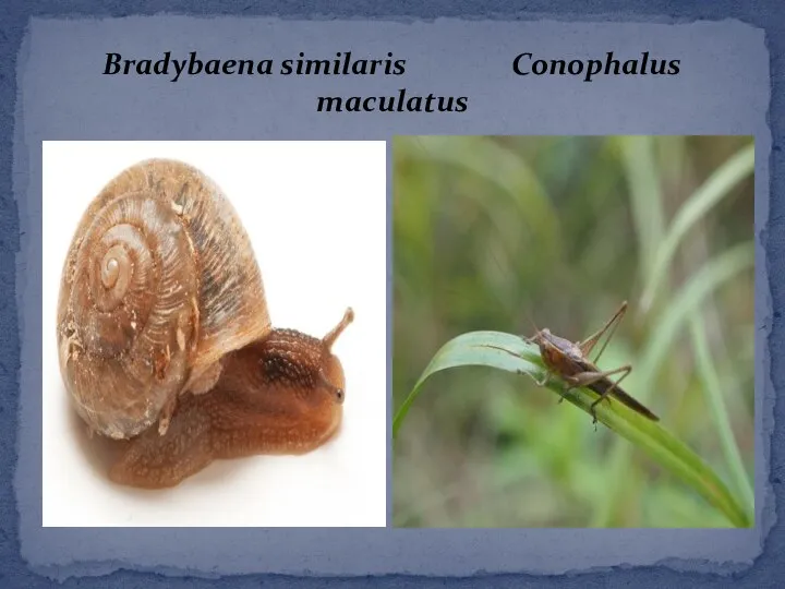 Bradybaena similaris Conophalus maculatus