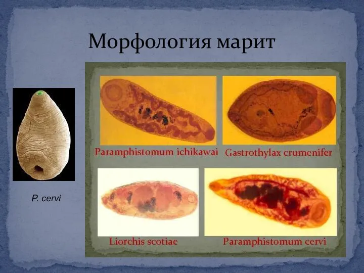 Морфология марит P. cervi