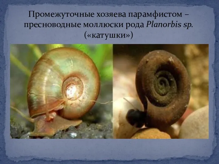 Промежуточные хозяева парамфистом – пресноводные моллюски рода Planorbis sp. («катушки»)