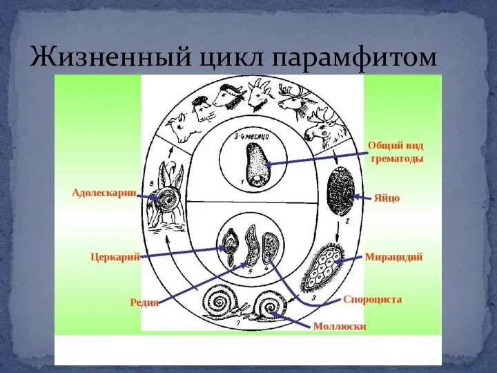 Жизненный цикл парамфитом