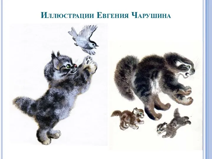 Иллюстрации Евгения Чарушина